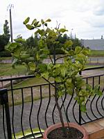 Citronnier (Photo F. Mrugala) (1)